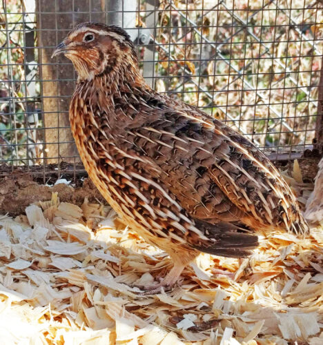 Ep. 114 Feeding and Housing Quail